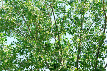 Tree crown closeup