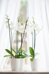 Beautiful orchid in white vase on windowsill decorates clean room