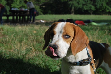 Cane Beagle affamato