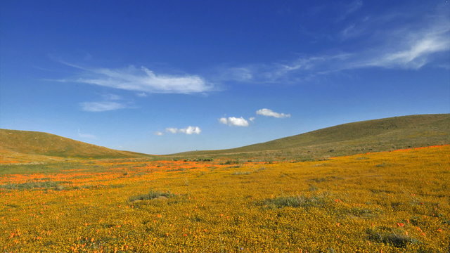 Time lapse of clouds blowing over poppy fields.
