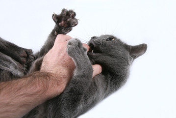 the grey cat aggressive bites the hand