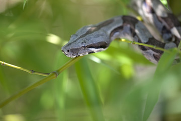 boa constrictor on bamboo branches in a natural environment