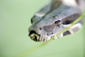 head of the boa constrictor in a natural environment