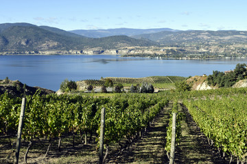 Fototapeta na wymiar Organic Vineyard Naramata Okanagan Valley British Columbia
