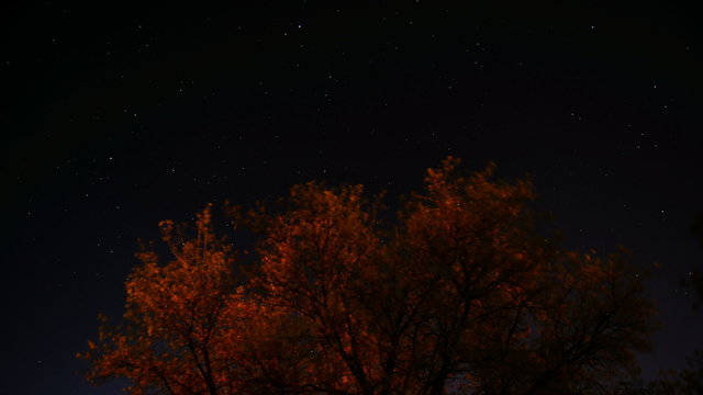Time lapse of stars moving across the sky with a tree in the foreground.