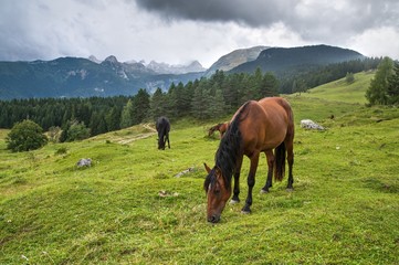 Fototapeta na wymiar Horses in the Alpine meadow Uskovnica