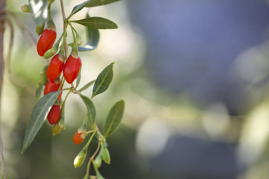 fresh fruit of goji berry on the branch