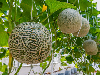 Cantaloupe melons growing in a greenhouse supported by string me