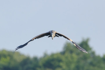 Fototapeta na wymiar Head-on view of Great Blue Heron
