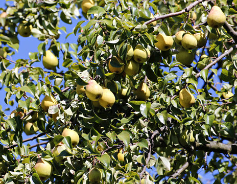 Juicy yellow pears on branches
