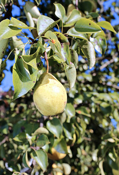 Juicy yellow pear on a branch