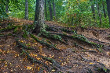 Roots of trees in autumnal forest.