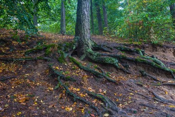 Roots of trees in autumnal forest.