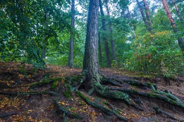 Roots of trees in autumnal forest.