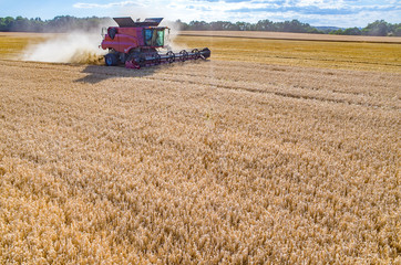 Combine working on the wheat field