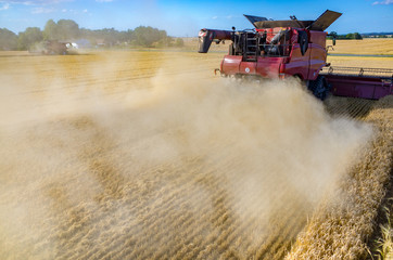 Fototapeta premium Combine working on the wheat field