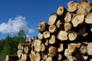 Aspen (Populus Tremuloides) Pulp