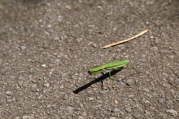 カマキリ