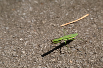 カマキリ