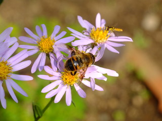 horse fly on the purple aster #2