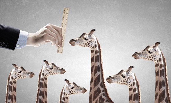 Measuring giraffe