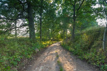 Obraz premium Rural road with trees at sunny autumnal afternoon