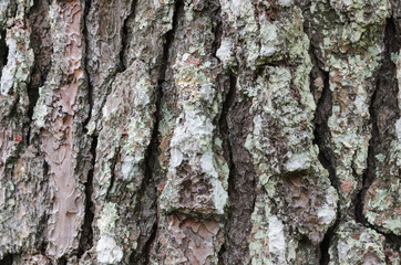 Tree bark texture