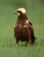 Marsh harrier