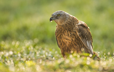 Marsh harrier