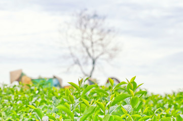 Workers are harvesting tea in plantation in Dalat, Vietnam. Dalat city is Vietnam's largest vegetable and flowers growing area. Dalat is one of the best tourist city in Vietnam.