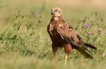 Marsh harrier
