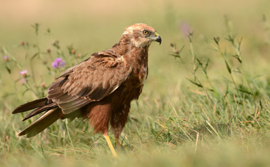 Obraz premium Marsh harrier