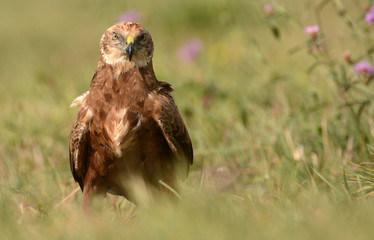 Marsh harrier