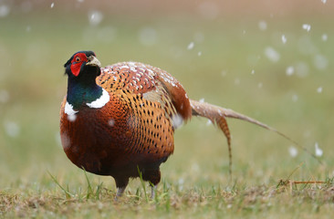 Ringneck Pheasant (Phasianus colchicus)