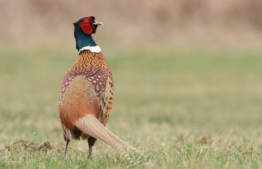 Fototapeta premium Ringneck Pheasant (Phasianus colchicus)