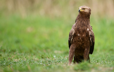 Greater Spotted Eagle (Clanga pomarina)