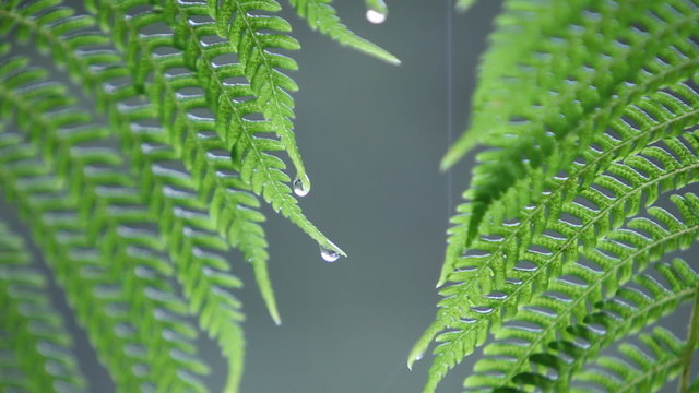 Water droplets collect on fern leaves in the rain.