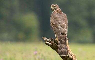 Young Sparrow hawk