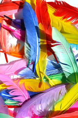 Colorful feathers, random feathers background texture, bright multi colour feather on white.