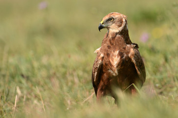 Marsh harrier