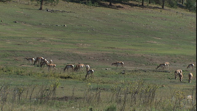 MWS herd of antelope grazing