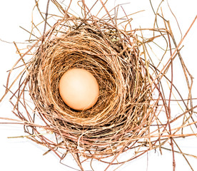 Egg in a nest