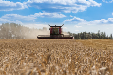Obraz premium Combine working on the wheat field