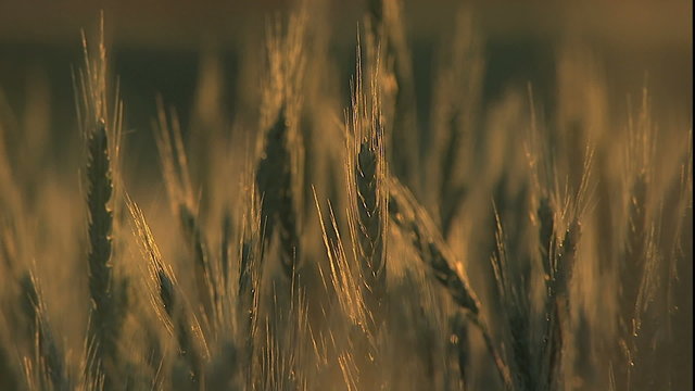 MCU Kansas wheat stalks, ZM to WS late sun