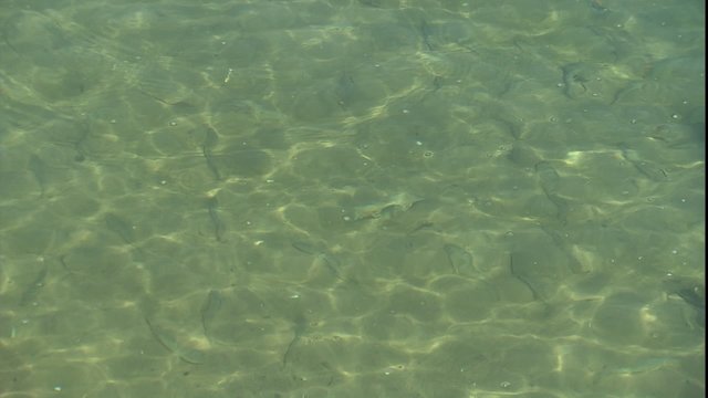 baitfish in shallow water