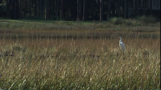 MCU Egret in a coastal marsh