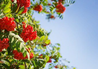 Rowan against the blue sky on a sunny day, copy space background