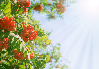Obraz premium Rowan berries and rays on a sunny day