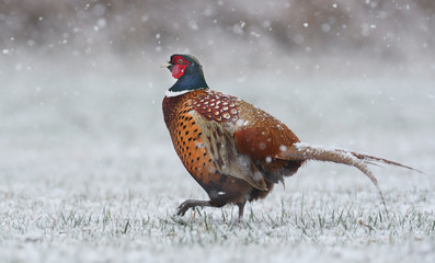 Ringneck Pheasant (Phasianus colchicus) standing in winter scene