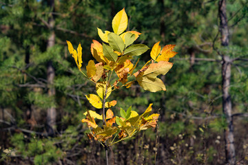 American yellow maple tree on the background of green fir trees